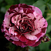 Роза флорибунда Имэджин (Нью Имэджин) фото 3 